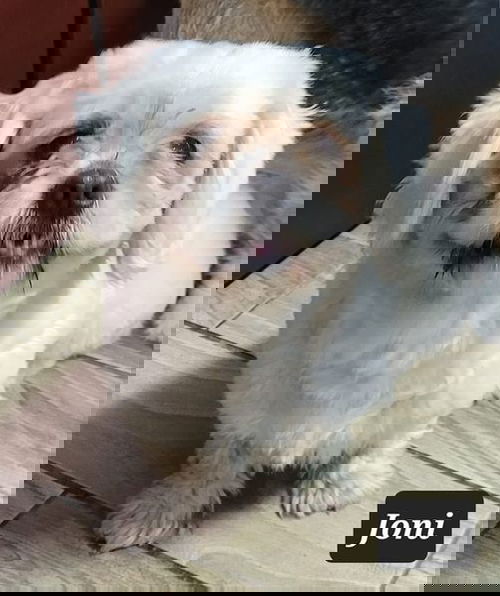 Joni