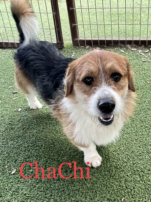 ChaChi