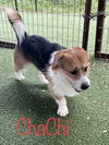 ChaChi