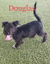 Douglas