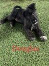Douglas