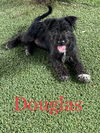 Douglas