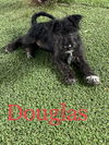 Douglas