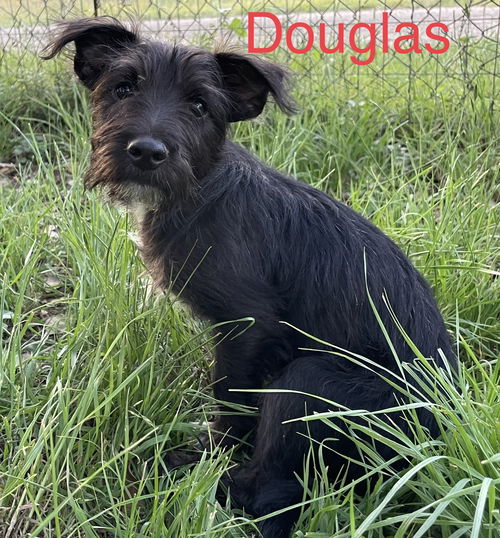 Douglas