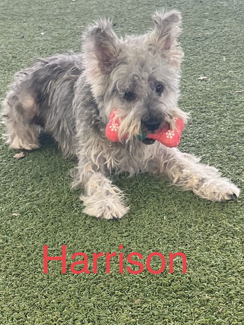 Harrison
