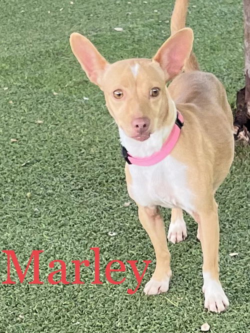 Marley