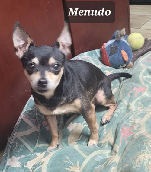 Menudo