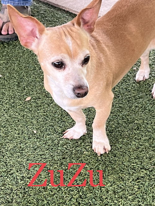 Zuzu