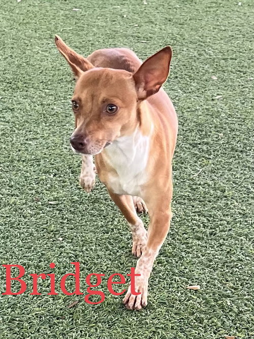 Bridget