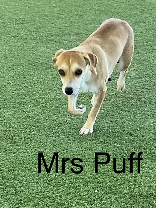 Mrs.Puff
