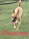 Phantom