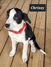 Chrissy