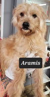 Aramis