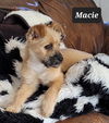 Macie