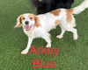 Arkey Blue