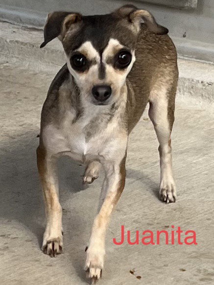 Juanita, photo 8