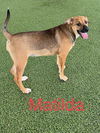 Matilda