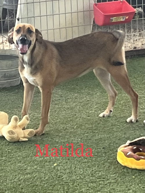 Matilda