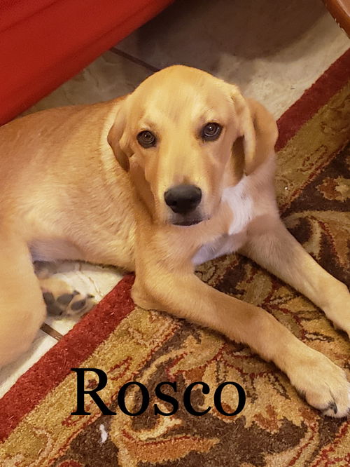 Rosco