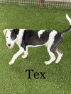 Tex