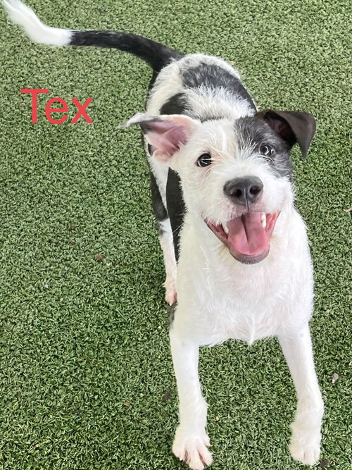 Tex