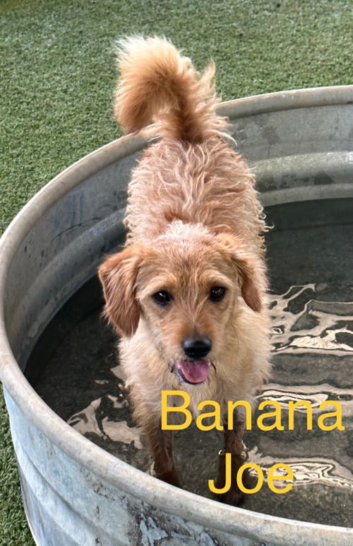 Banana Joe