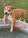 Gum Ball