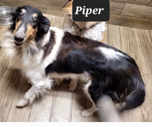 Piper