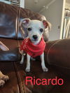 Ricardo