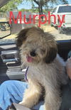 Murphy
