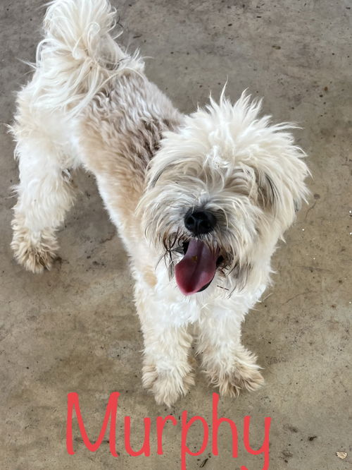 Murphy