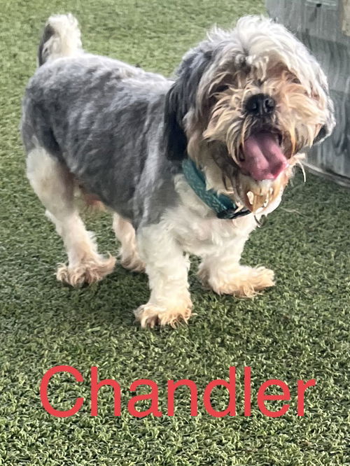 Chandler