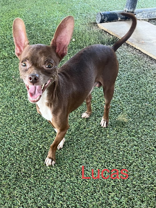 Lucas