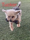 Tucker