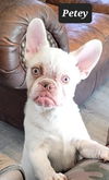 Petey
