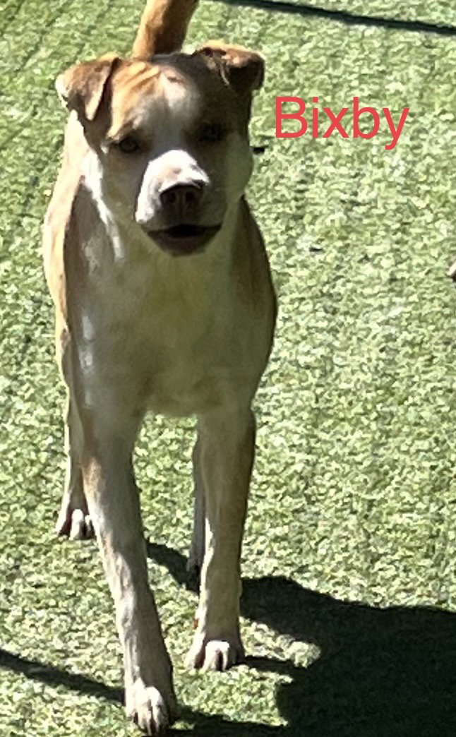 Bixby