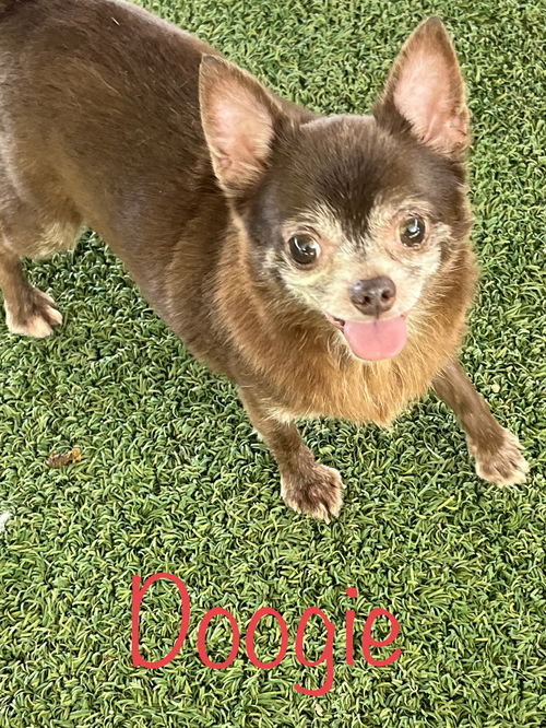 Doogie A0053891648