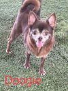 Doogie A0053891648