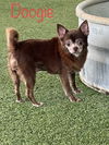 Doogie A0053891648