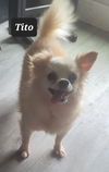 Tito A0053891668