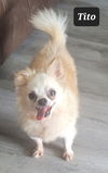 Tito A0053891668