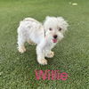 Willie girl