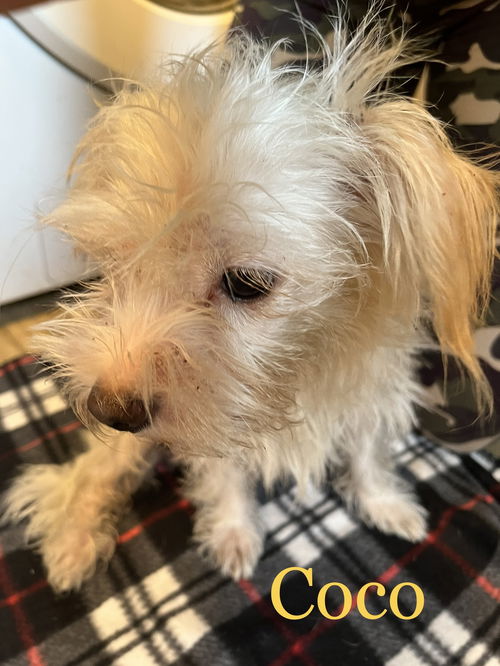 Coco