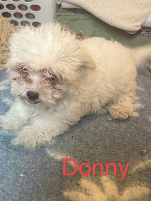 Donny