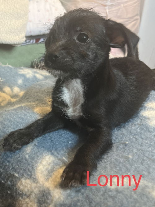 Lonny