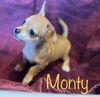 Monty