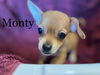 Monty