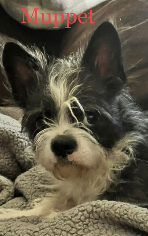Muppet