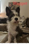 Muppet