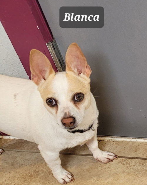 Blanca A650051